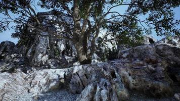 albero solitario su una montagna in cima la sera video