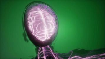 anatomie van het menselijk brein video