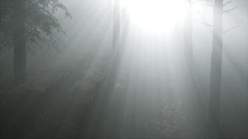 bosco di conifere retroilluminato dal sole fising su una nebbiosa video