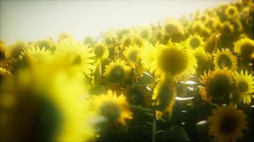 8k Sunflowers blooming in Late Summer video