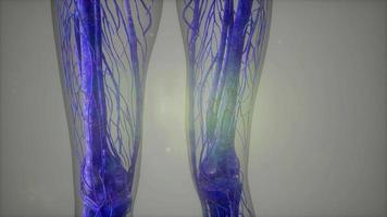 Complete close-up view of the Skeletal System with transparent body video