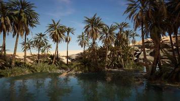 Palm trees flourish around a pool of water at a park in Palm Desert video