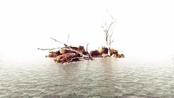 dead trees on the Pacific ocean rocks in fog