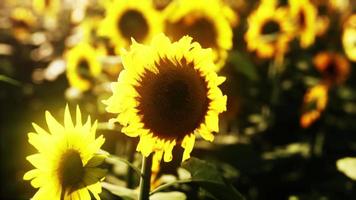 campo de girasoles y puesta de sol video