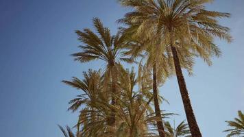 palmeiras tropicais exóticas no verão vista de baixo para o céu