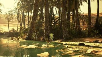 Pond and palm trees in desert oasis video