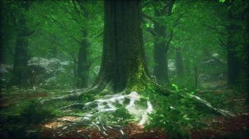 hermoso musgo verde en el suelo del bosque video