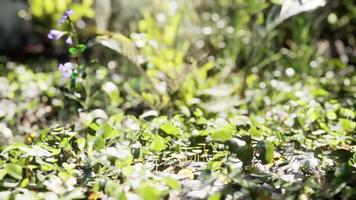 primo piano della punta di un tappeto di erba verde a foglia larga video