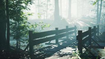 wooden bridge into forest with river video