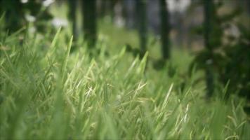 8K Bright spring grass field with sunlight video