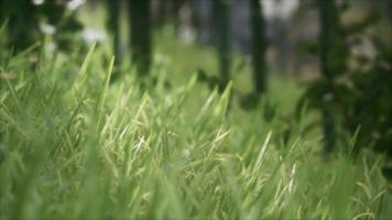 8K Bright spring grass field with sunlight video