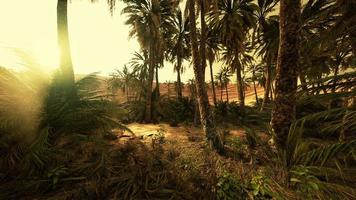 palmiers dans le désert du sahara video
