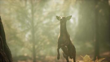 salto de ciervo en cámara lenta extrema en el bosque de pinos video