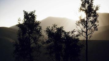 montagne dei Carpazi nebbia e foschia presso la pineta video