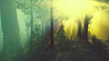 nebbia mattutina nella foresta di sequoie giganti video