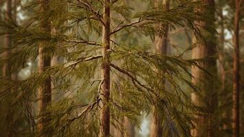 sequoias gigantes na floresta de sequoias video