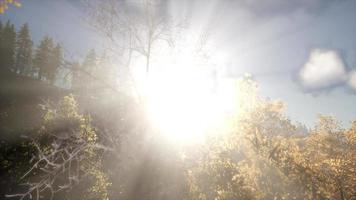 Sun Beams through Trees video