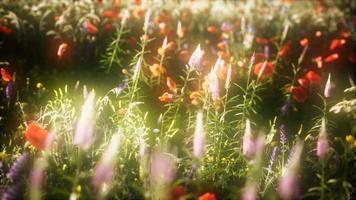 8k wilde bloemen in het veld video