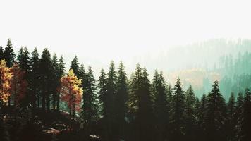 hillside with coniferous forest among the fog on a meadow in mountains video