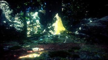 beautiful green moss on the floor in the forest video