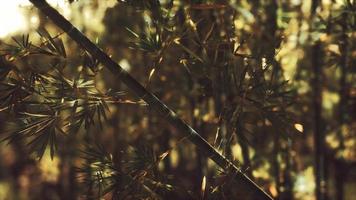 Green bamboo forest in Hawaii video