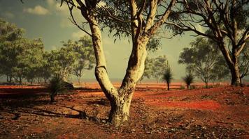 acacias trees in the landscape of Tanzania with clouds in the sky video