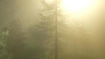 forêt magique avec des étincelles video