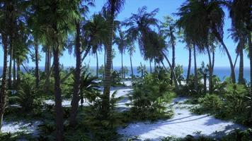 Palmenstrand auf der tropischen idyllischen Paradiesinsel
