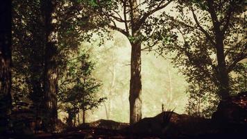 Sonnenstrahlen strömen durch Bäume im nebligen Wald video