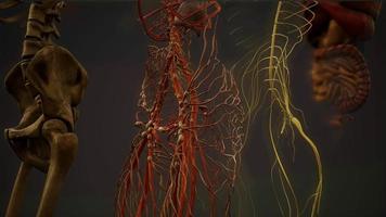 animierte 3D-Illustration der menschlichen Anatomie video