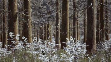 paisaje invernal con un bosque de coníferas en rayos de sol video