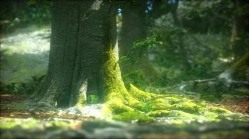 dark forest with moss and sun rays shining trough video