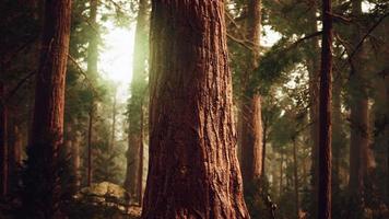 giant sequoias in redwood forest video