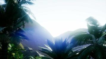 berg och fält landskap med palmer video