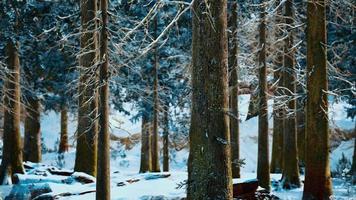 paisaje de invierno escarchado en bosque nevado
