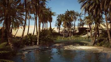 Palm trees flourish around a pool of water at a park in Palm Desert video