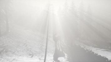 fier noble cerf mâle dans la forêt de neige d'hiver video