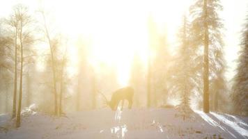 fier noble cerf mâle dans la forêt de neige d'hiver video