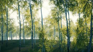 birch grove on a sunny summer day landscape video