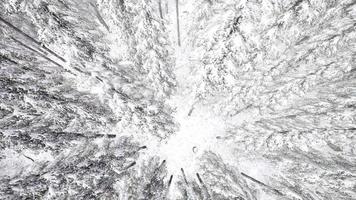 Flight above Winter Forest video