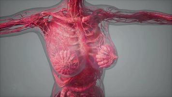 modelo que muestra la anatomía de la ilustración del cuerpo humano video