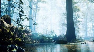 Forest with pond and mist with sunrays video