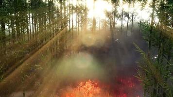 Vent soufflant sur un bambou flamboyant lors d'un incendie de forêt