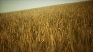 campo de centeno amarillo maduro bajo el hermoso cielo de la puesta de sol de verano con nubes video