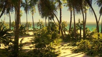 palmstrand på en tropisk idyllisk paradisö video