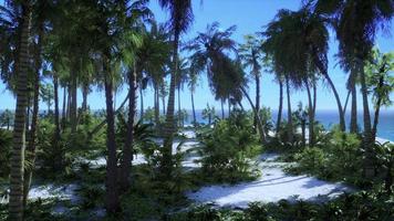 paisaje paradisíaco de playa tropical con tranquilas olas del océano y palmeras