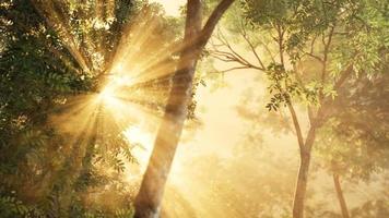 floresta de lariço com luz solar e sombras ao nascer do sol video