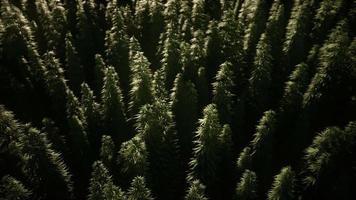 matorrales de planta de marihuana en el campo video