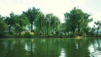 bomen in de ochtendzon bij een vijver in stadspark video