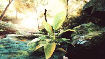 misty rainforest and bright sun beams through trees branches video